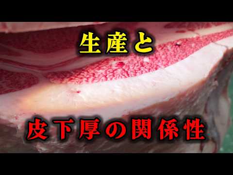 子牛の段階で脂を蓄えてしまうと枝肉になるまで影響します【和牛】wagyu beef(2026.03.06格付分)