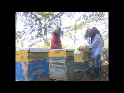 Trabajan en Cienfuegos por incrementar producciones de miel