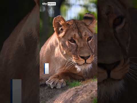Ukrainian lioness who survived war brought to UK