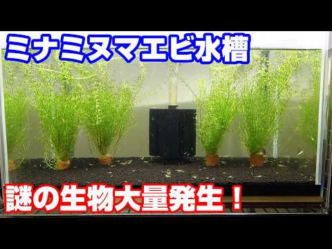 ﾐﾅﾐﾇﾏｴﾋﾞ水槽　３か月後　謎の生物大発生！