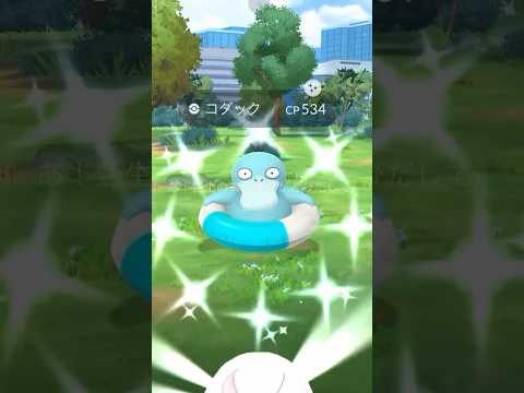 色違い浮き輪コダックぅううううう…がいない？？#ポケモンGO #色違いコダック #浮き輪コダック