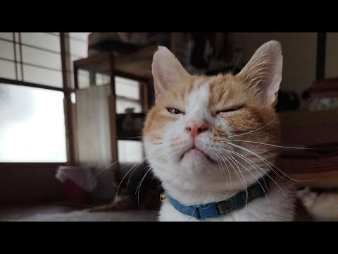猫の動画サムネイル - うずまき がライブ配信中！　2025年7月26日