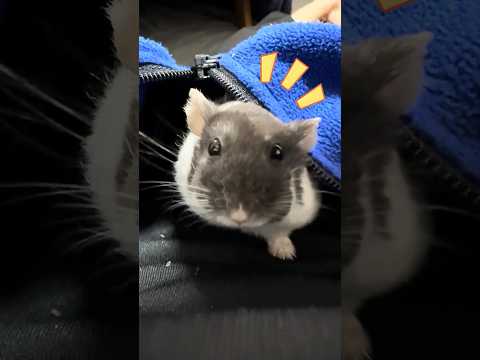 Ohagi II gives perfect eye contact even while playing 🐹👀