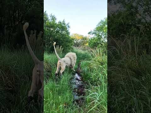LION KING Gets Angry #cat #wildlife #nature