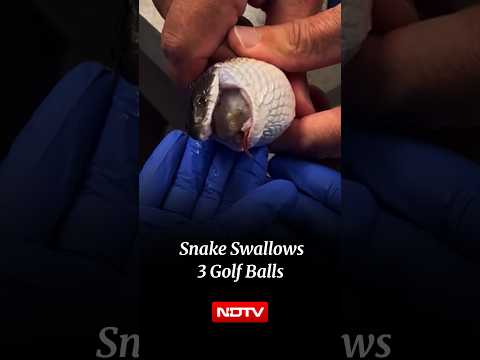 Snake Swallows 3 Golf Balls, Vets Pull Off Unusual Rescue Without Surgery