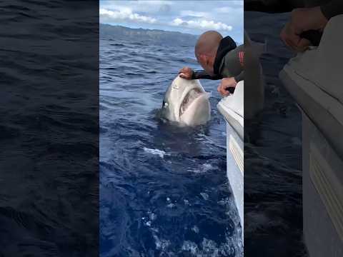 Mini Shark 🦈 #shorts #fishing