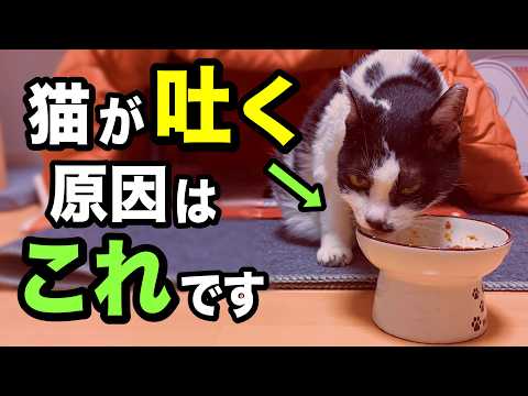 猫が吐く原因を獣医師が解説します【2025年最新】