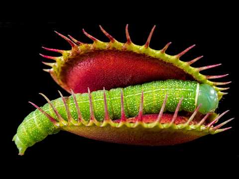 Caterpillar Eats My Venus Flytrap, Then Gets Caught | 4K Macro