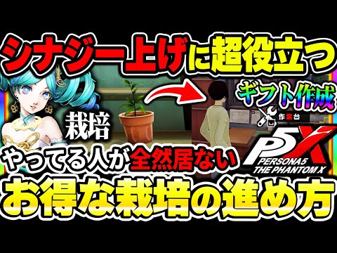 【P5X】実はそこそこお得な『栽培』の進め方！シナジー上げに使えるギフトの作り方や節約できるお金について！|ペルソナ5 ファントムX【もやし実況】