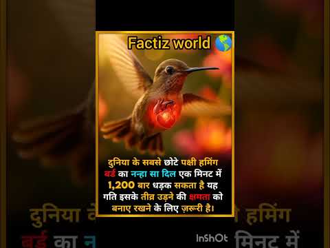 Hummingbird, the smallest bird in the world🤯#shorts #facts