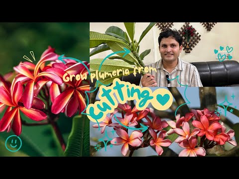 Easy Steps to Root Plumeria (चंपा) Cuttings (Fast & Foolproof)