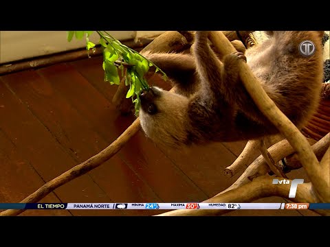 TR Verde: Panamá, un aula natural