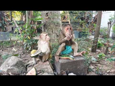 Baby Monkeys Dressed Up Enjoying Fruit #monkeyvideo #monkeylove #monkeys #monkeychallenge