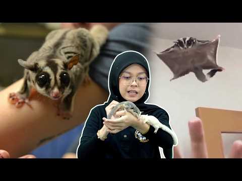Susah Ke Jaga Sugar Glider?