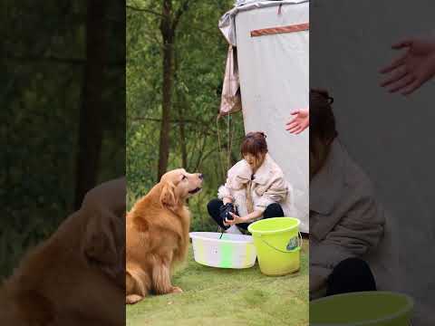 多希望壹覺醒來，回到小時候~ #金毛路虎