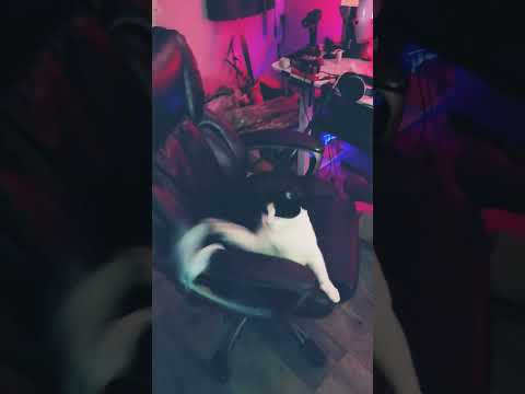 ❤️😘🐈