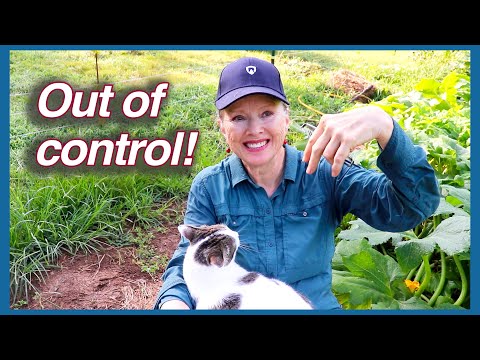 Gardens Gone Wild! Out of Control cucumbers, cat, WEEDS!