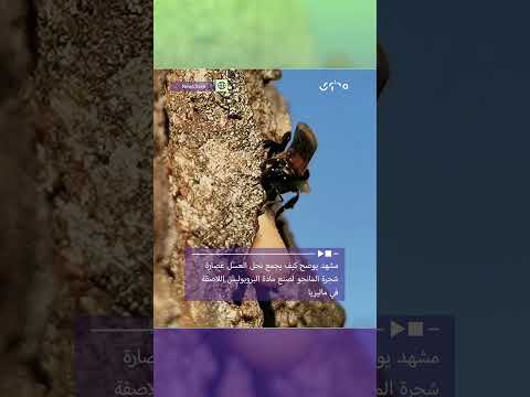 شاهد كيف يستخدم النحل عصارة المانجو لحماية خلاياه من الجراثيم والمتطفلين