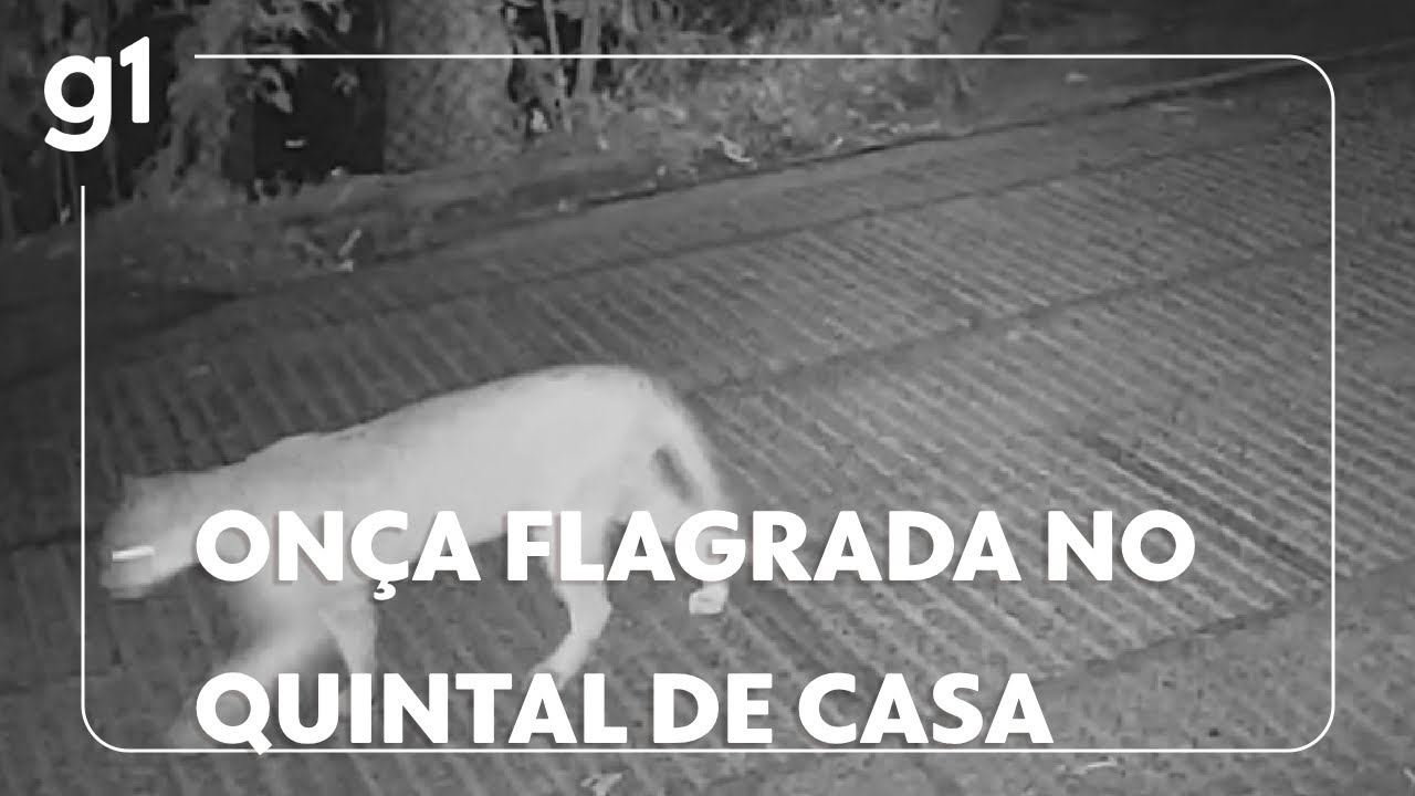 Onça parda é flagrada por câmeras de segurança em quintal de casa em Guapimirim