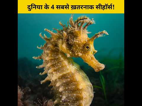 दुनिया के 4 सबसे ख़तरनाक सीहॉर्स!🤔🥺 #shorts #animalfacts