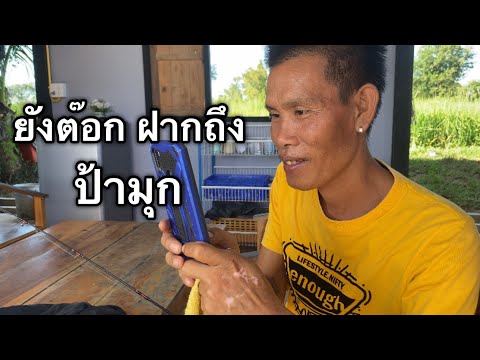 ยังต๊อกฝากถึง-ป้ามุก-ไม่ได้เจอ ยังต๊อกฝากถึง-ป้ามุก-ไม่ได้เจอ