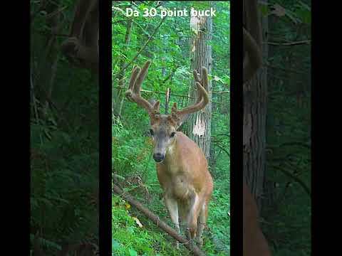 The 30 point buck