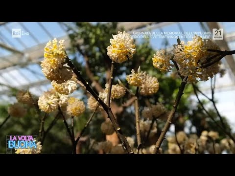 Luca Sardella ci porta alla scoperta dell'Edgeworthia - La Volta Buona 21/03/2024