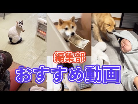 編集部選定のお気に入り動画一覧：癒しと楽しさをお届け サムネイル