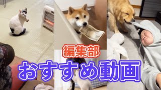 動画サムネイル