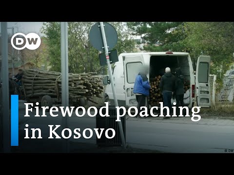 How illegal firewood logging threatens forests in Kosovo | Focus on Europe