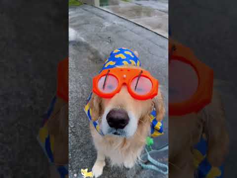 Funny and cute dogs  #dog #funny #pets #puppy #dogs #puppies #dogshorts #cutedog