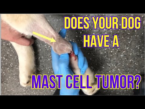 Does Your Dog Have A Mast Cell Tumor? Here's What You Need To Know - VLOG 128