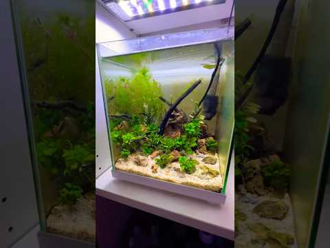 Australia’s Rarest Algae Eater! 😮‍💨 #pla 