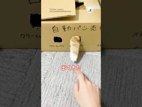 猫の動画サムネイル - マンチカンの気まぐれなパン屋さん｜PECO #shorts