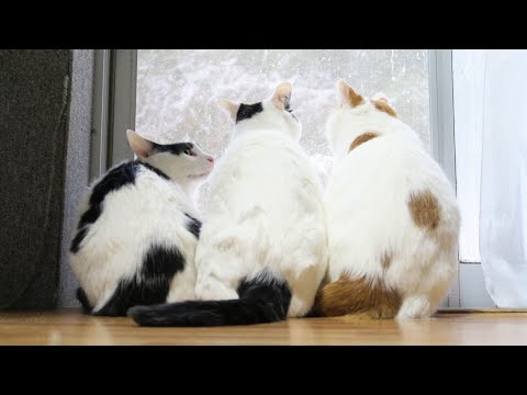 2025年8月24日：うずまきLIVE配信と放置プレイ、夜通し楽しむポイント サムネイル