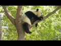 北京動物園のパンダ8