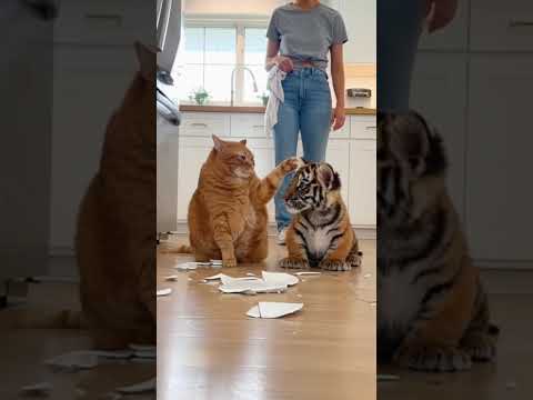 The Cat Blames the Tiger Cub 😂🐯