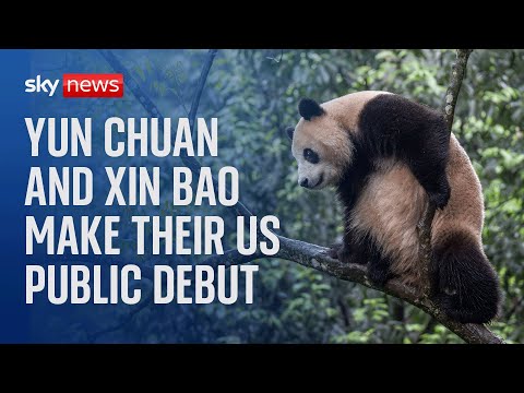 Watch live: A pair of Chinese pandas make their American public debut at the San Diego Zoo