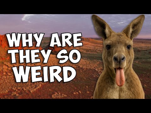 Why Australia Has the Most UNIQUE Wildlife on Earth