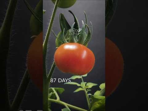 103 Days in 45 seconds - Tomato Timelapse