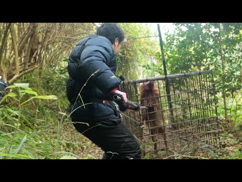 【狩猟】巨大イノシシを獲って解体して食べる。