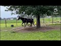 Dressuurpaard Super mooi hengst veulen van MC Laren uit elite sport V. Riccione