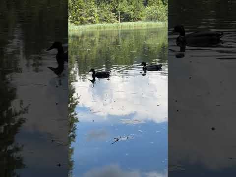 Love Story of Two Ducks #shorts , #duck , #calm , #animals