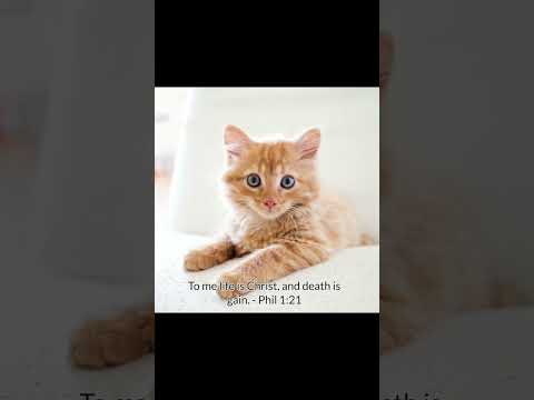 #cat #christianmusic #dailybibleverse @ForrestFran