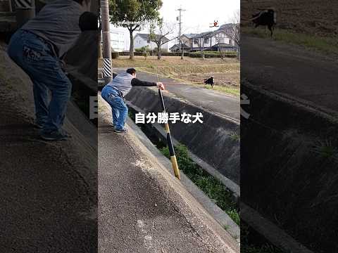 猫の動画サムネイル - 我が道を行く柴犬💨｜PECO