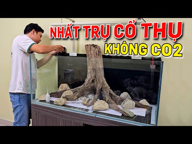 - Xin chào các bạn!
Video này mình chia sẽ với các bạn quá trình setup hồ thuỷ sinh nhất trụ 1m2 đơn giản, dễ chăm, dễ chơi.
Mời các bạn cùng xem nha.- Các bạn nào có nhu cầu setup hồ thủy sinh hoặc mua phụ kiện thì liên hệ mình qua các kênh sau:
+ Website: https://www.thuysinhquoidecor.com
+ Shopee: Https://s.shopee.vn/1g43iCFuZk
+ Fanpage: https://www.facebook.com/thuysinhquoidecor
+ Zalo: 0972999694- Setup hồ thuỷ sinh trọn gói
- Cung cấp phụ kiện thuỷ sinh các loại, giao hàng toàn QuốcCảm ơn các bạn đã xem video!
Nhớ bấm LIKE, và ĐĂNG KÝ kênh để theo dõi những video tiếp theo nha.
#hothuysinh #bethuysinh #quoidecor