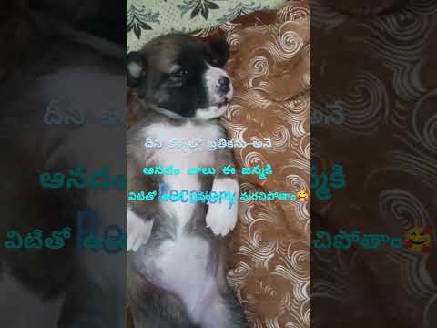 dogreel#streetdogs#savestreetdogs#doglovers#doglife#streetdogfood#pets#puppyl#animallover#ytshirt#yt