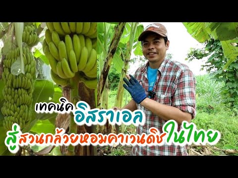 EP174การดูแลสวนกล้วย-มีคนเอาเท EP174การดูแลสวนกล้วย-มีคนเอาเท