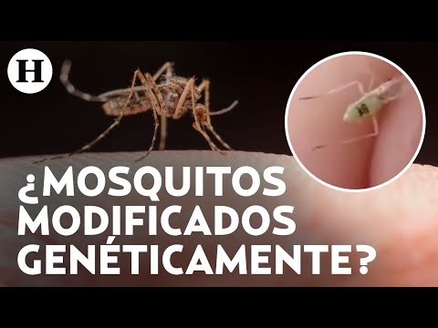 ¿Arma biológica de Bill Gates? Mosquito con supuesto número de serie desata teorías conspirativas