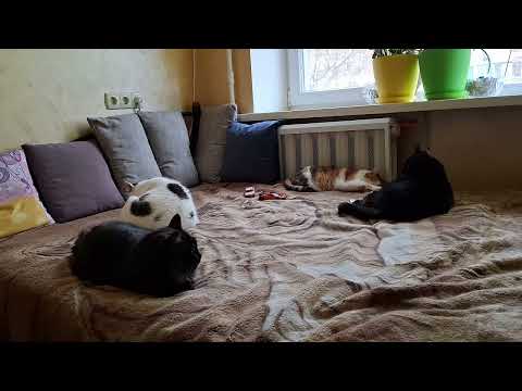 Cute Cats and ASMR sounds for relaxation. Sound Healing Meditation. Tibetan singing bowl. Relax